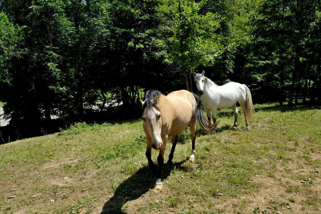Tourist Farm Dujceva Domacija Villa Vremski Britof Eksteriør billede